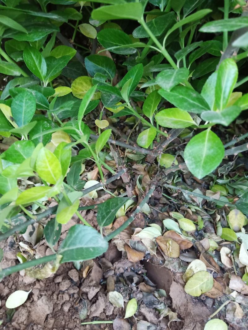 望都县天润苗圃场，出售卫矛