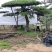 河北造型油松，河北优质造型油松，河北精品造型油松