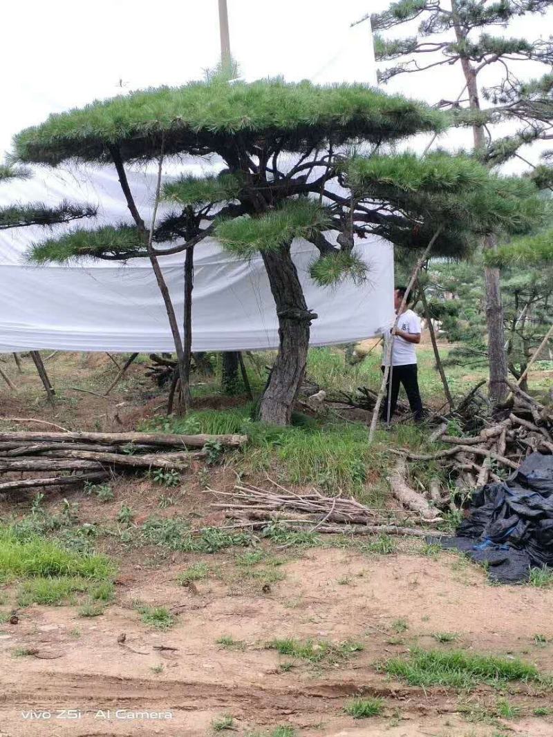 河北造型油松，河北优质造型油松，河北精品造型油松