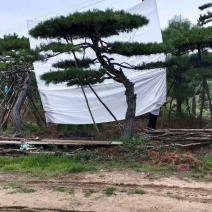 河北造型油松，河北优质造型油松，河北精品造型油松