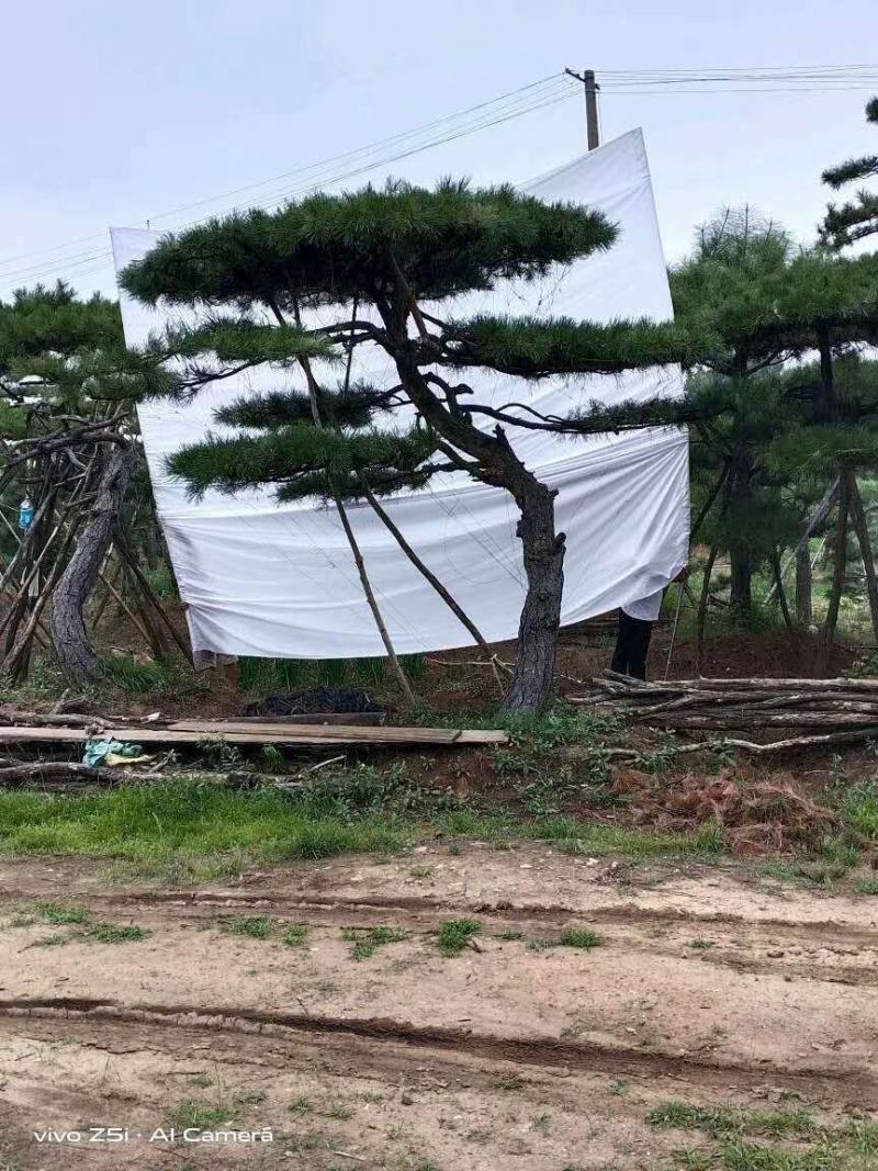 河北造型油松，河北优质造型油松，河北精品造型油松