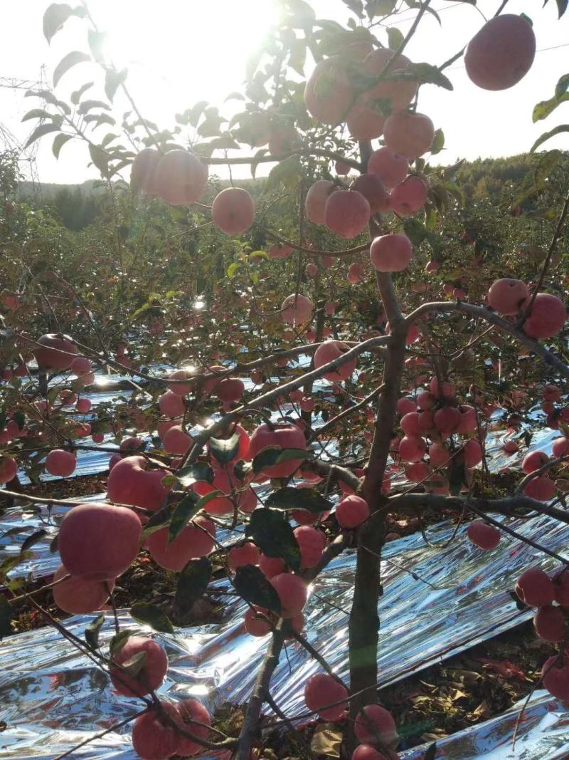 辽南红富士苹果，大量供应，合作共赢，诚信第一，