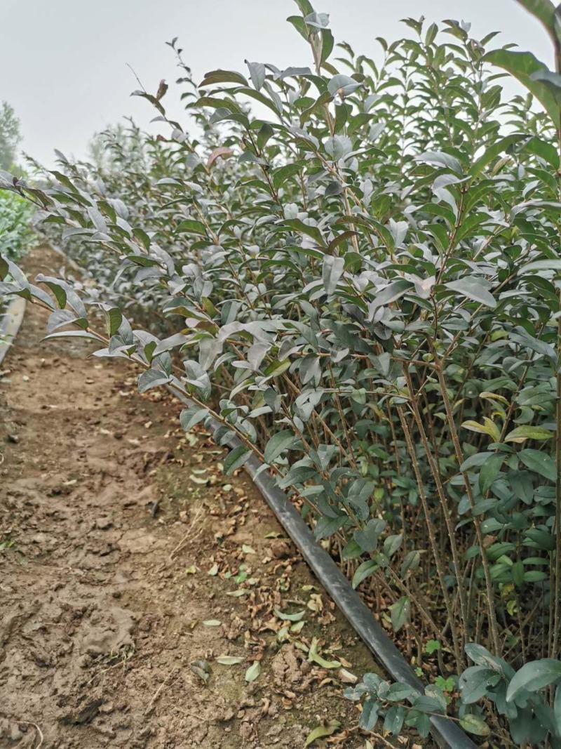 新疆水蜡量大批发，两年生水蜡低价供应