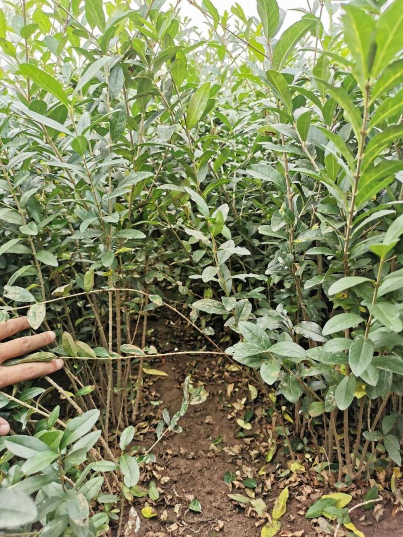 新疆水蜡量大批发，两年生水蜡低价供应
