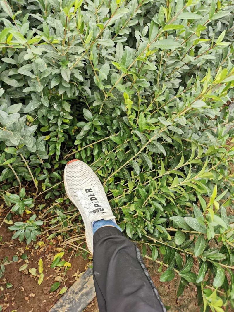 新疆水蜡量大批发，两年生水蜡低价供应