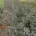 新疆水蜡量大批发，两年生水蜡低价供应