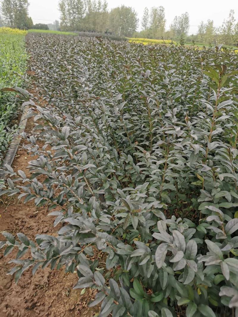新疆水蜡量大批发，两年生水蜡低价供应