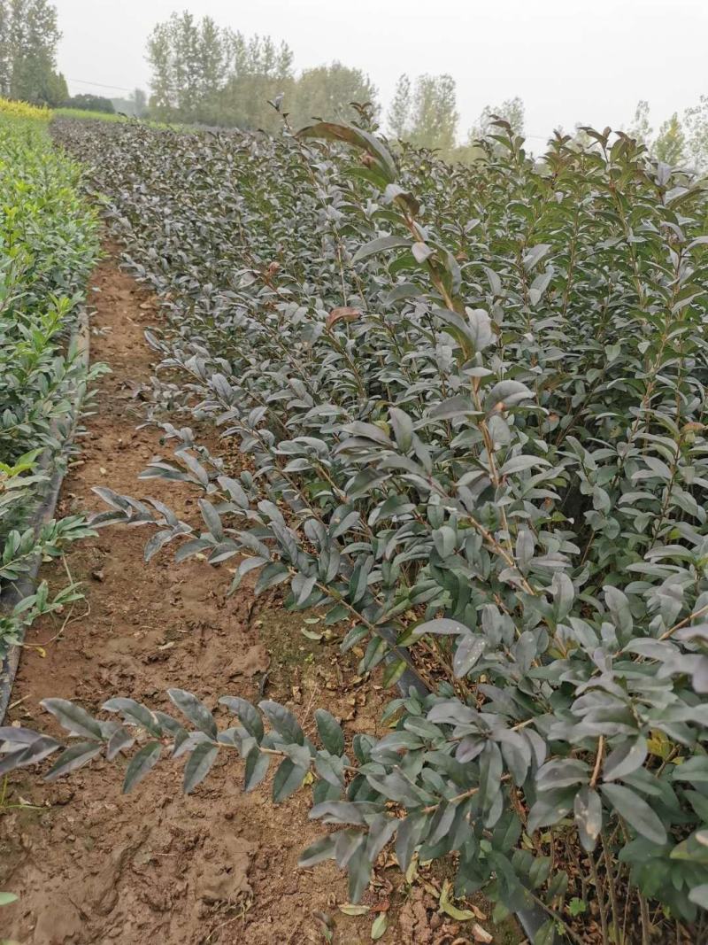 新疆水蜡量大批发，两年生水蜡低价供应