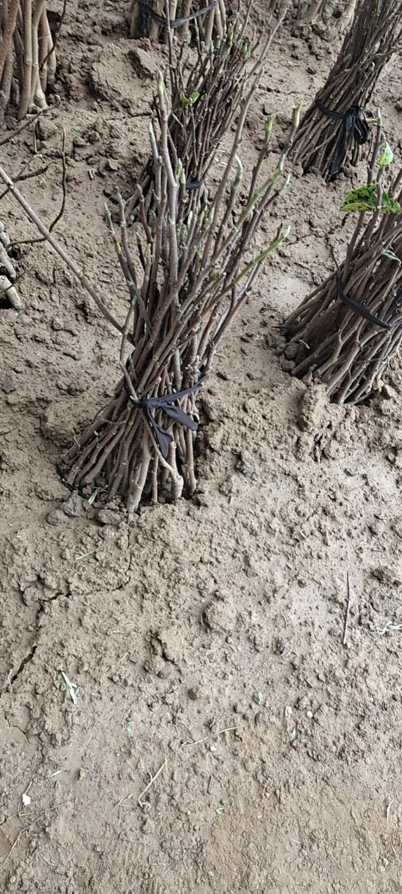 白玉兰苗白玉兰树苗白玉兰小苗沙玉兰沙玉兰小苗包邮