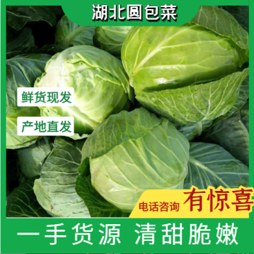 甘蓝，包菜，产地直供！诚信经营每天供应新鲜蔬菜