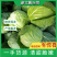 甘蓝，包菜，产地直供！诚信经营每天供应新鲜蔬菜