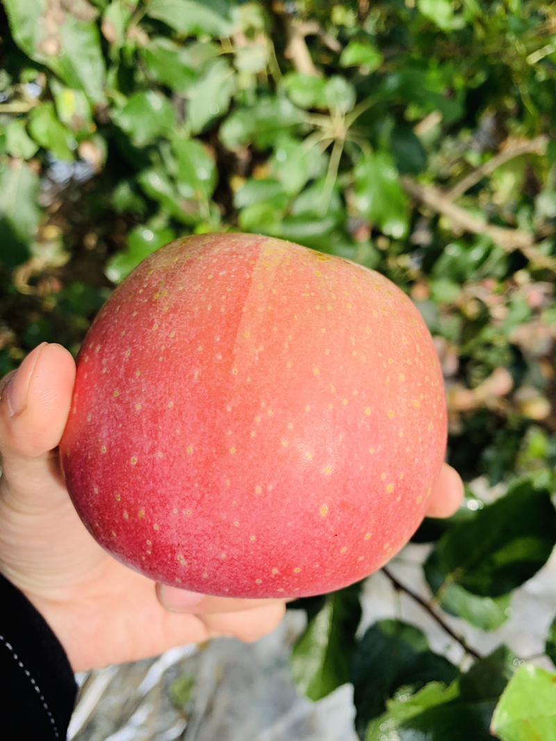 红富士苹果产地直供质量保证80起步精品大量供货！