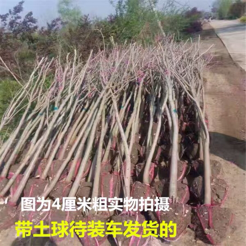 正宗紫荆花树苗免费包邮不与假货拼价格全部先挖先卖