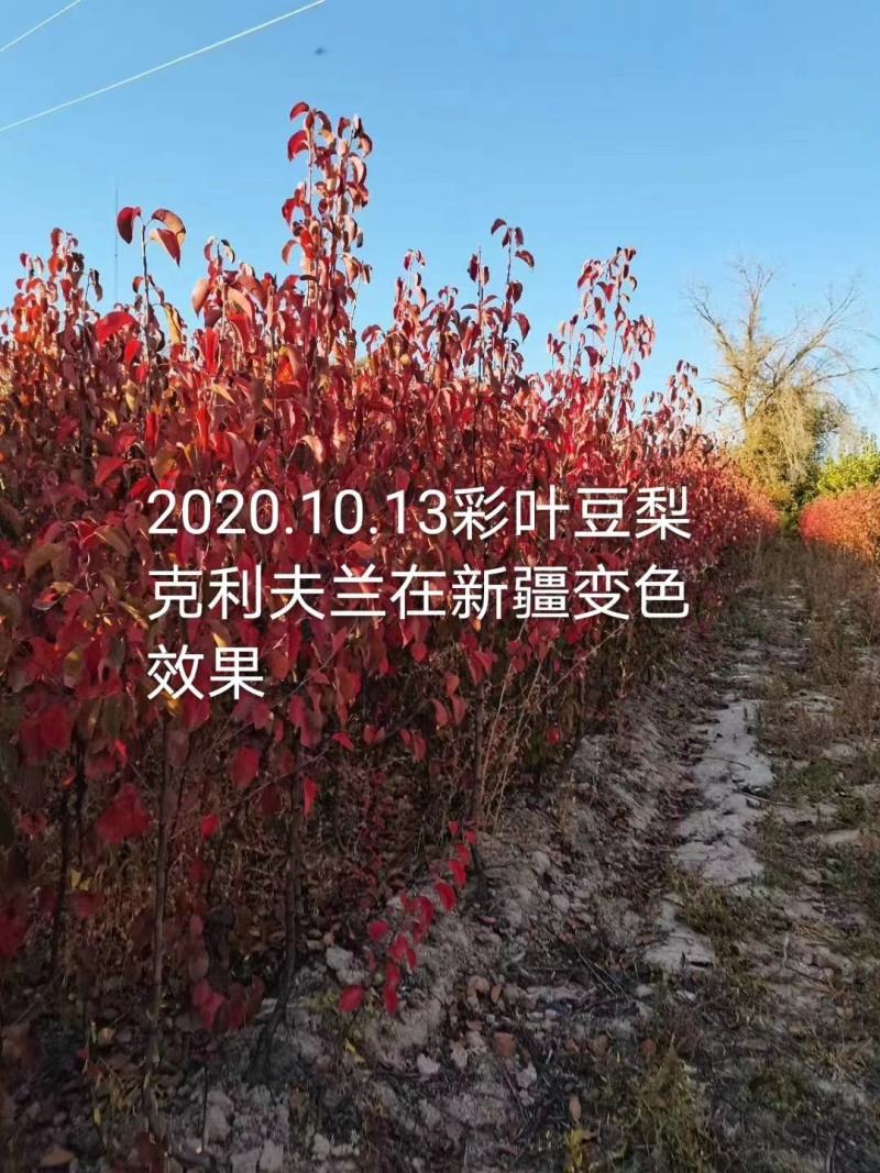 彩叶豆梨：克利夫兰，秋火焰，贵族，雄鸡，首都，红塔，资本