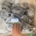 乌鸡，厂家直接发货价格美丽，长期有货，半净膛，全净膛