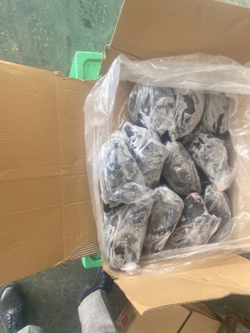 乌鸡，厂家直接发货价格美丽，长期有货，半净膛，全净膛