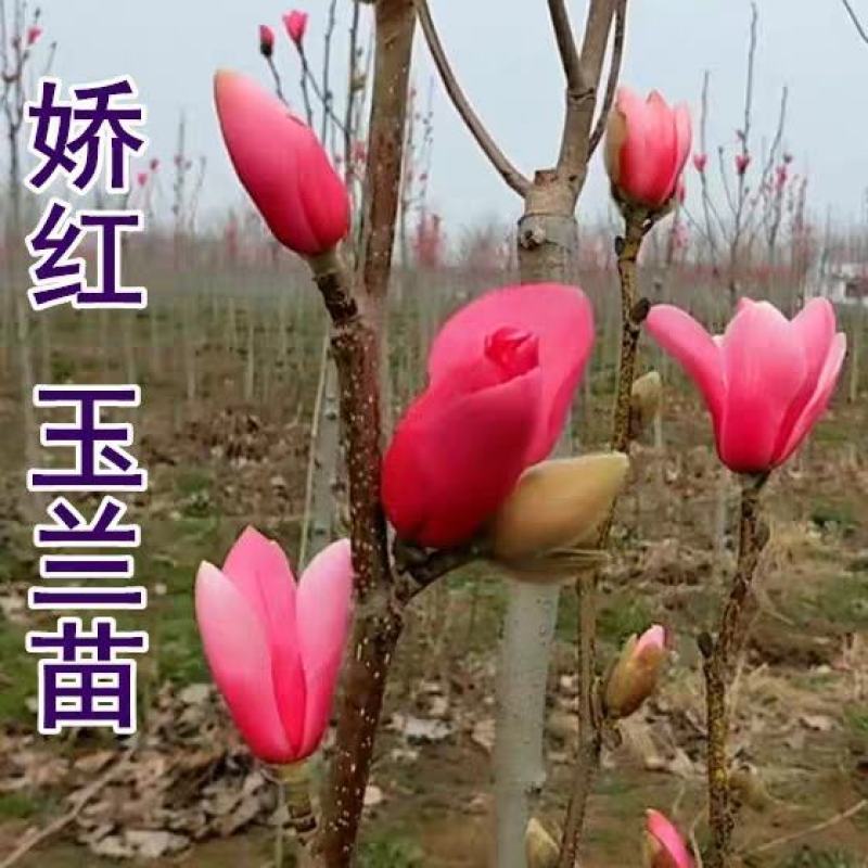 黄玉兰苗玉兰苗玉兰小苗玉兰小树苗白玉兰苗