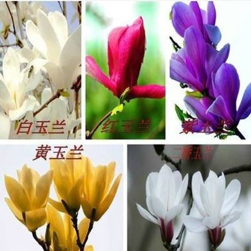 黄玉兰苗玉兰苗玉兰小苗玉兰小树苗白玉兰苗