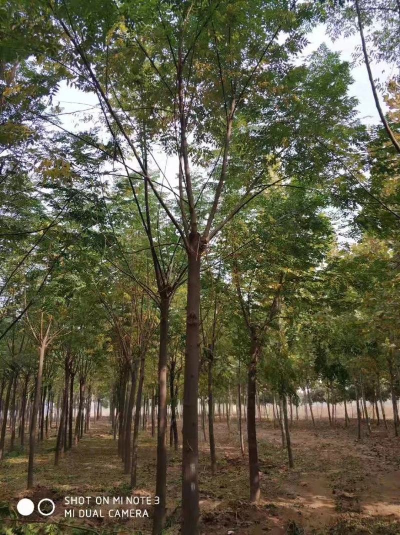 苦楝8公分10公分12公分15公分18公分