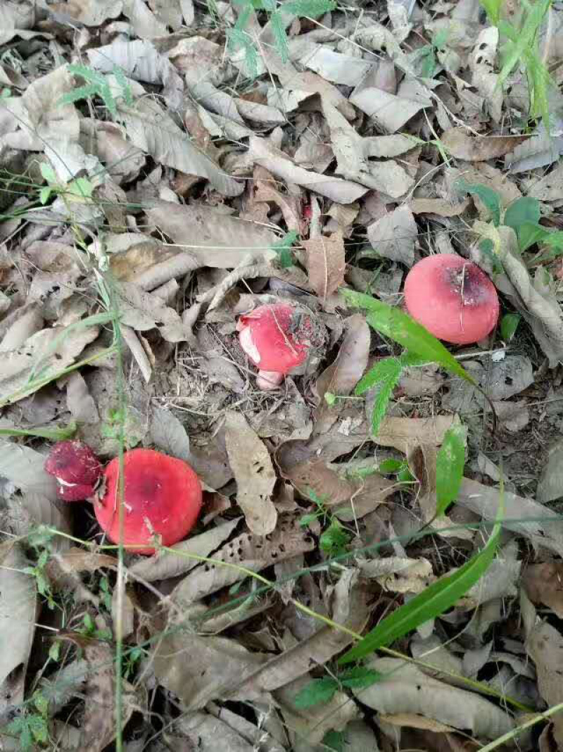 野生红菇丁干货红蘑菇河南产地直营店批发香菇花菇