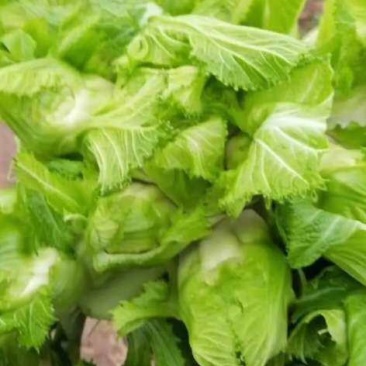 四川蔬菜，儿菜，胖儿菜，产区直发，整车上货