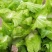 四川蔬菜，儿菜，胖儿菜，产区直发，整车上货