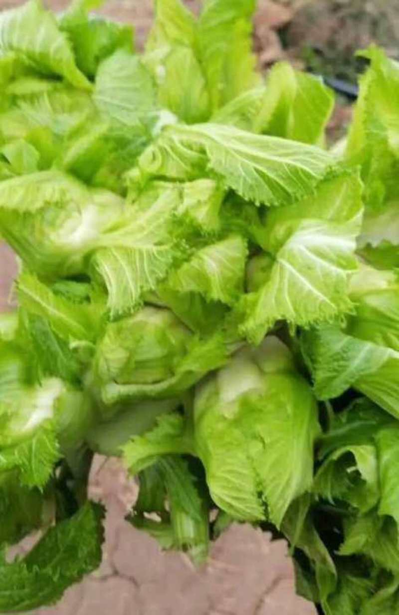 四川蔬菜，儿菜，胖儿菜，产区直发，整车上货