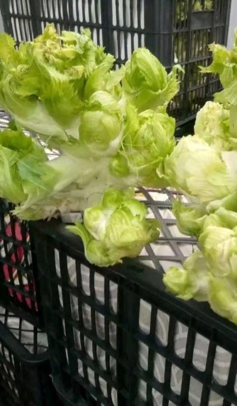 四川蔬菜，儿菜，胖儿菜，产区直发，整车上货