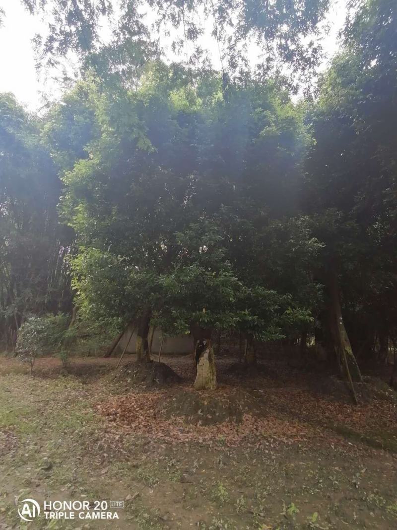产地批发天竺桂天竺桂基地直销一手货源视频看货