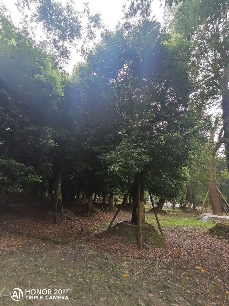 产地批发天竺桂天竺桂基地直销一手货源视频看货