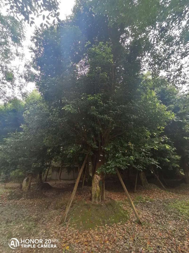 产地批发天竺桂天竺桂基地直销一手货源视频看货