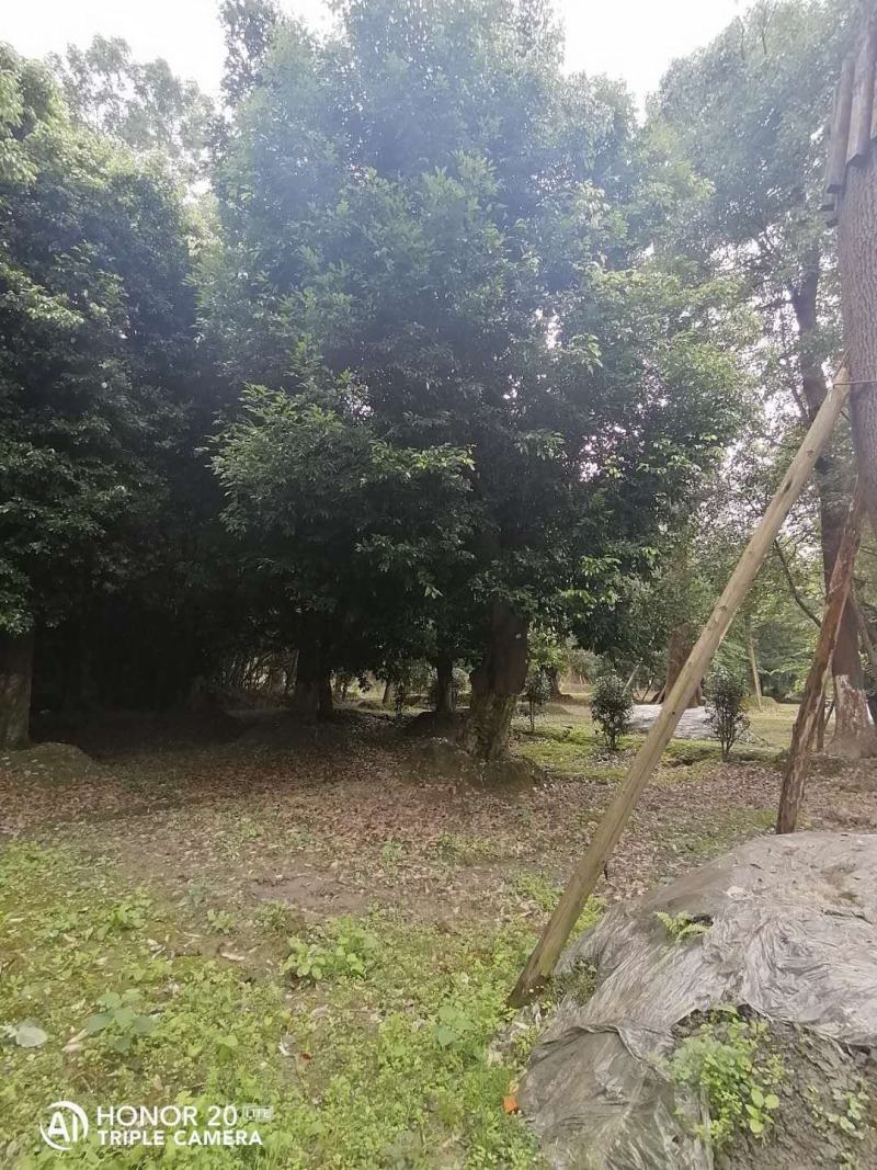 产地批发天竺桂天竺桂基地直销一手货源视频看货