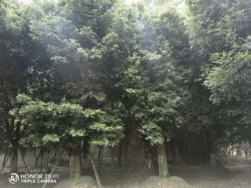 产地批发天竺桂天竺桂基地直销一手货源视频看货