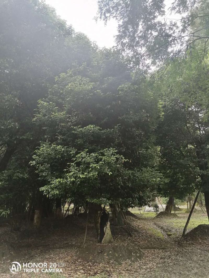 产地批发天竺桂天竺桂基地直销一手货源视频看货
