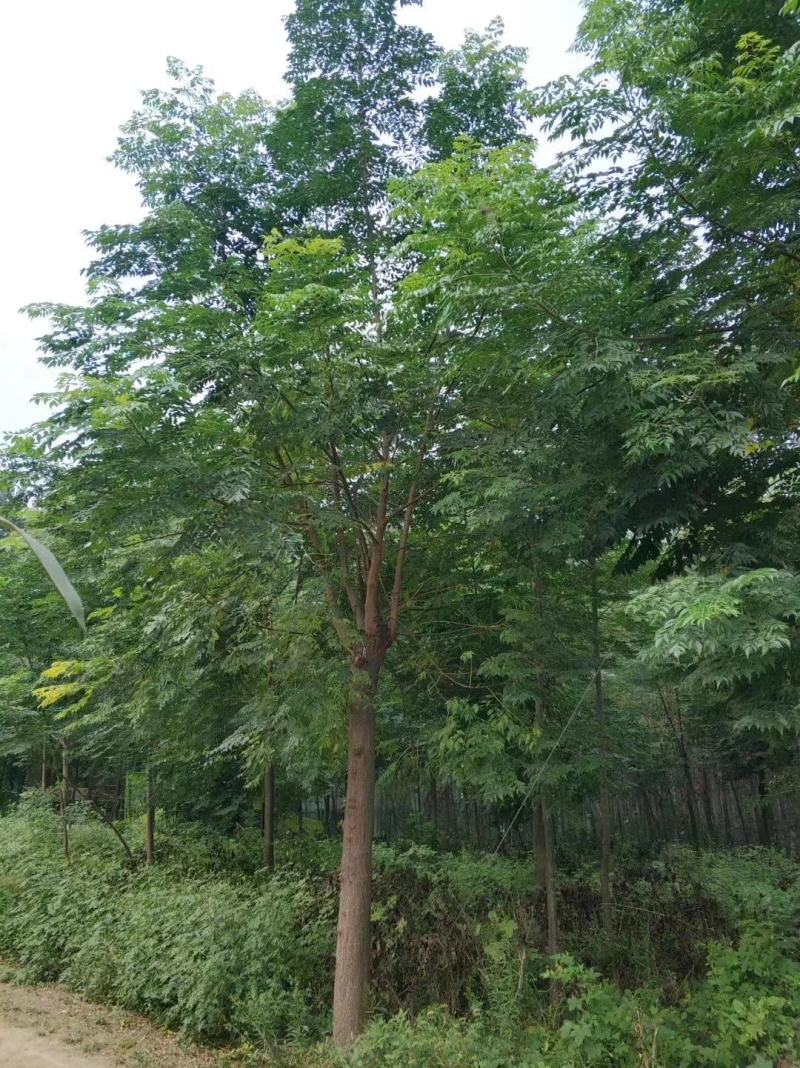 苦楝8公分10公分12公分15公分18公分