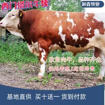 【实力】西门塔尔牛改良肉牛犊享受补贴一千元20年诚信经营
