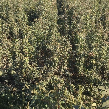 2年生杜梨苗，断根移栽苗，现起苗现出售，批发