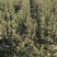 2年生杜梨苗，断根移栽苗，现起苗现出售，批发