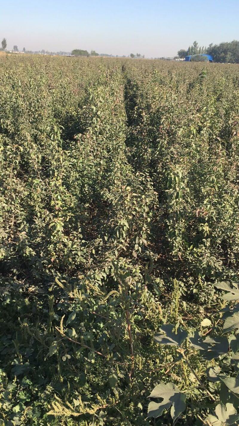 2年生杜梨苗，断根移栽苗，现起苗现出售，批发