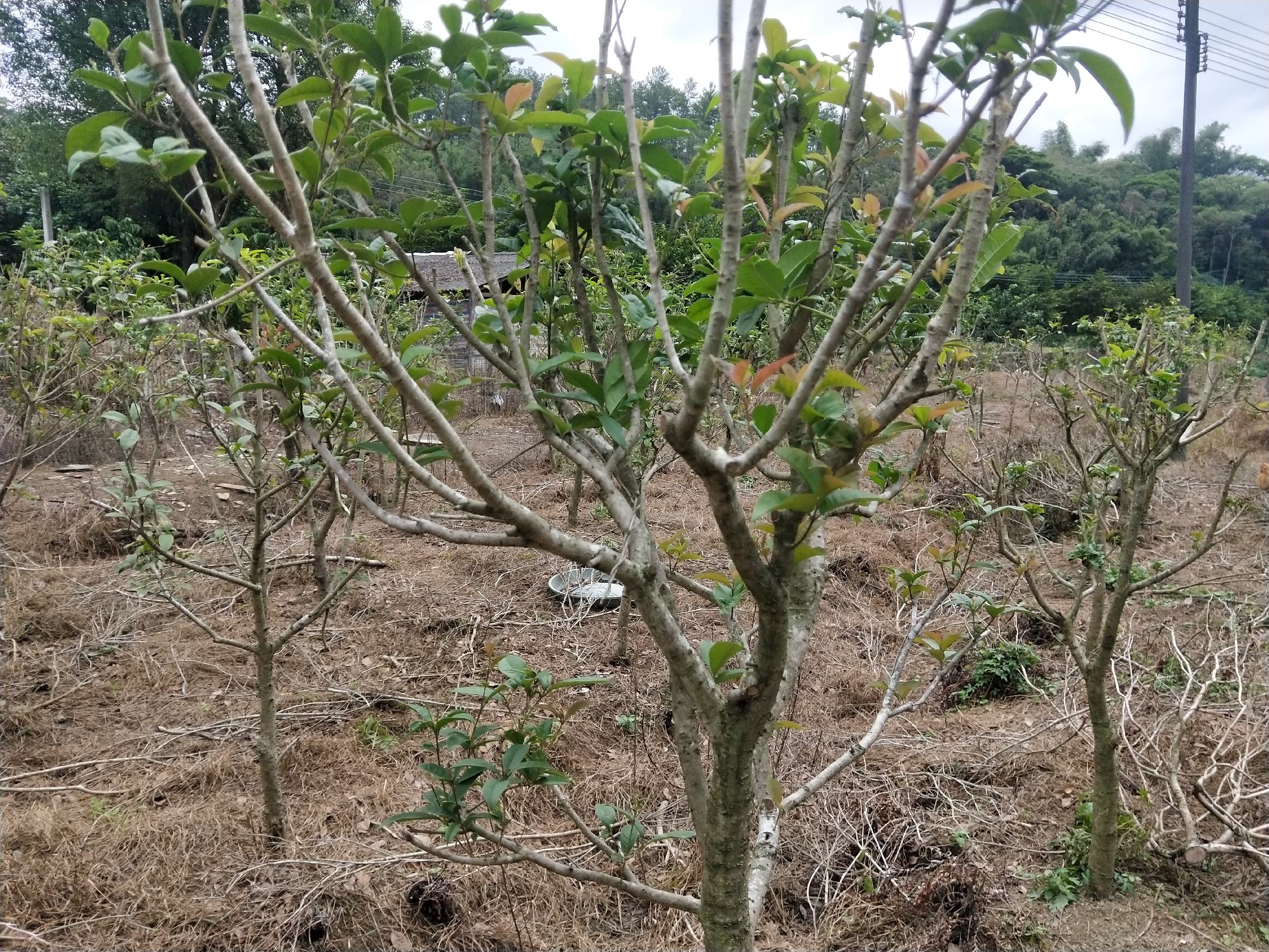 桂枝药材与肉桂树生长环境