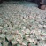 清水笋丝2500克一袋鲜嫩脆爽新鲜竹笋新鲜竹笋