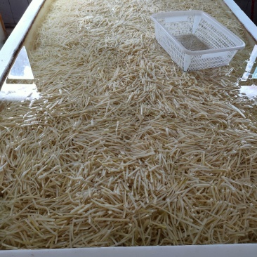 清水笋丝2500克一袋鲜嫩脆爽新鲜竹笋新鲜竹笋