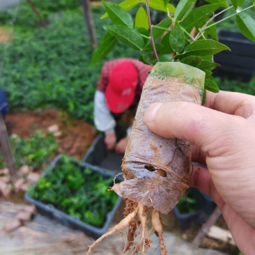 小叶牛大力薯，结薯快，薯率高