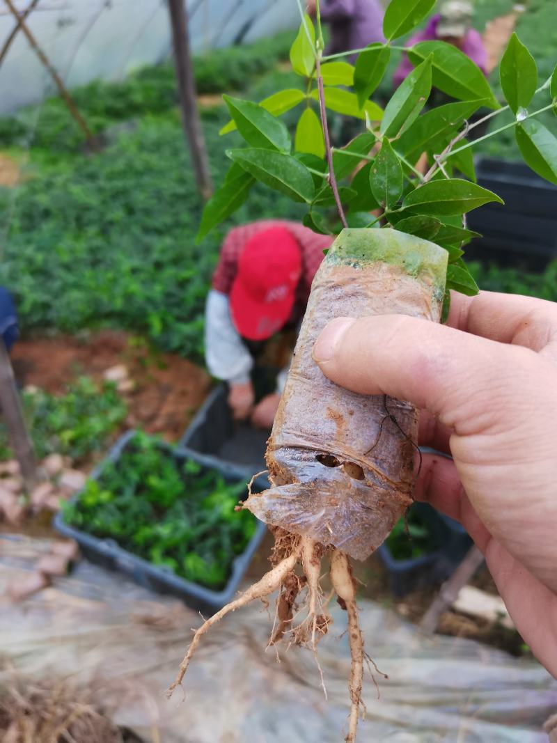 小叶牛大力薯，结薯快，薯率高