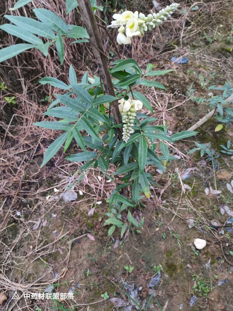 小叶牛大力薯，结薯快，薯率高