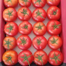 云南高原高品质精品番茄产地直供一手货源放心采购