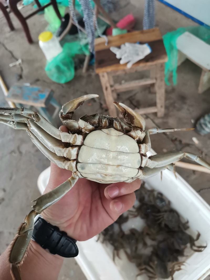 洪泽湖大闸蟹精品螃蟹