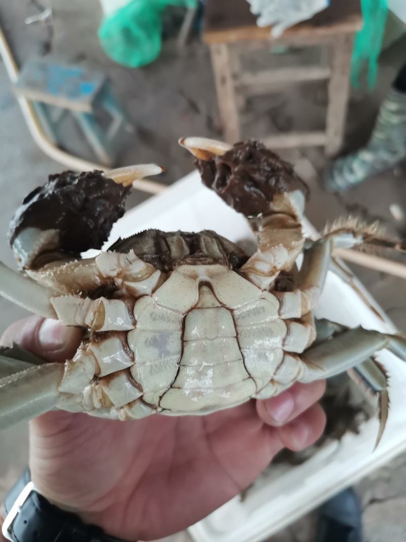 洪泽湖大闸蟹精品螃蟹