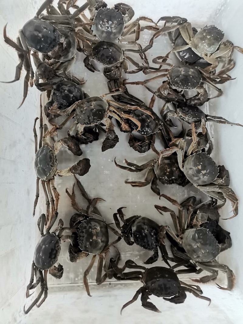 洪泽湖大闸蟹精品螃蟹