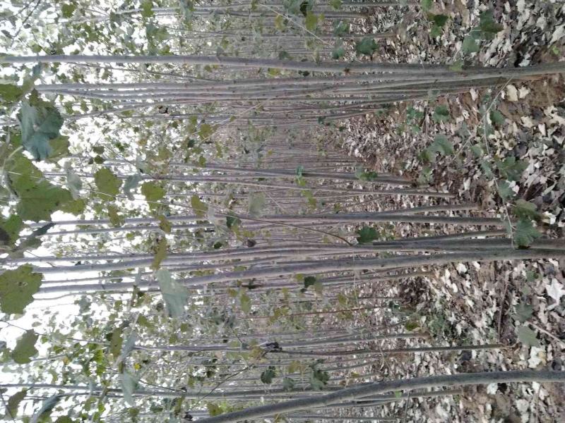 杨树，绿化乡土树，毛白杨，树杆通直，非常适合路边绿化
